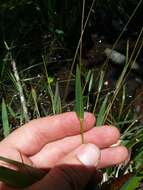 Panicum nudicaule Vasey resmi