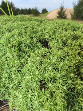 Image of Helichrysum asperum var. comosum (Sch. Bip.) Hilliard