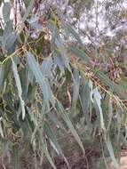 Image of Eucalyptus camaldulensis subsp. arida Brooker & M. W. Mc Donald