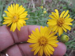 Image of camphorweed