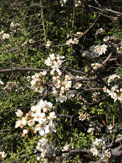 Image of Mexican plum
