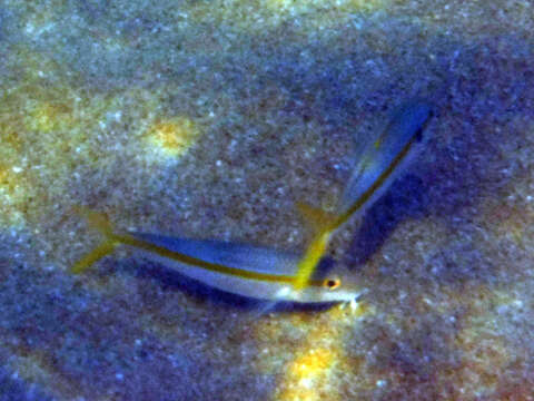 Image of Mexican goatfish