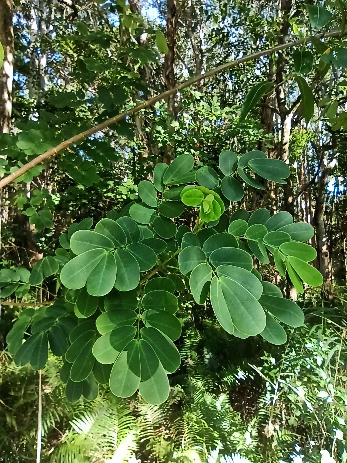 Senna pendula var. glabrata (Vogel) H. S. Irwin & Barneby resmi