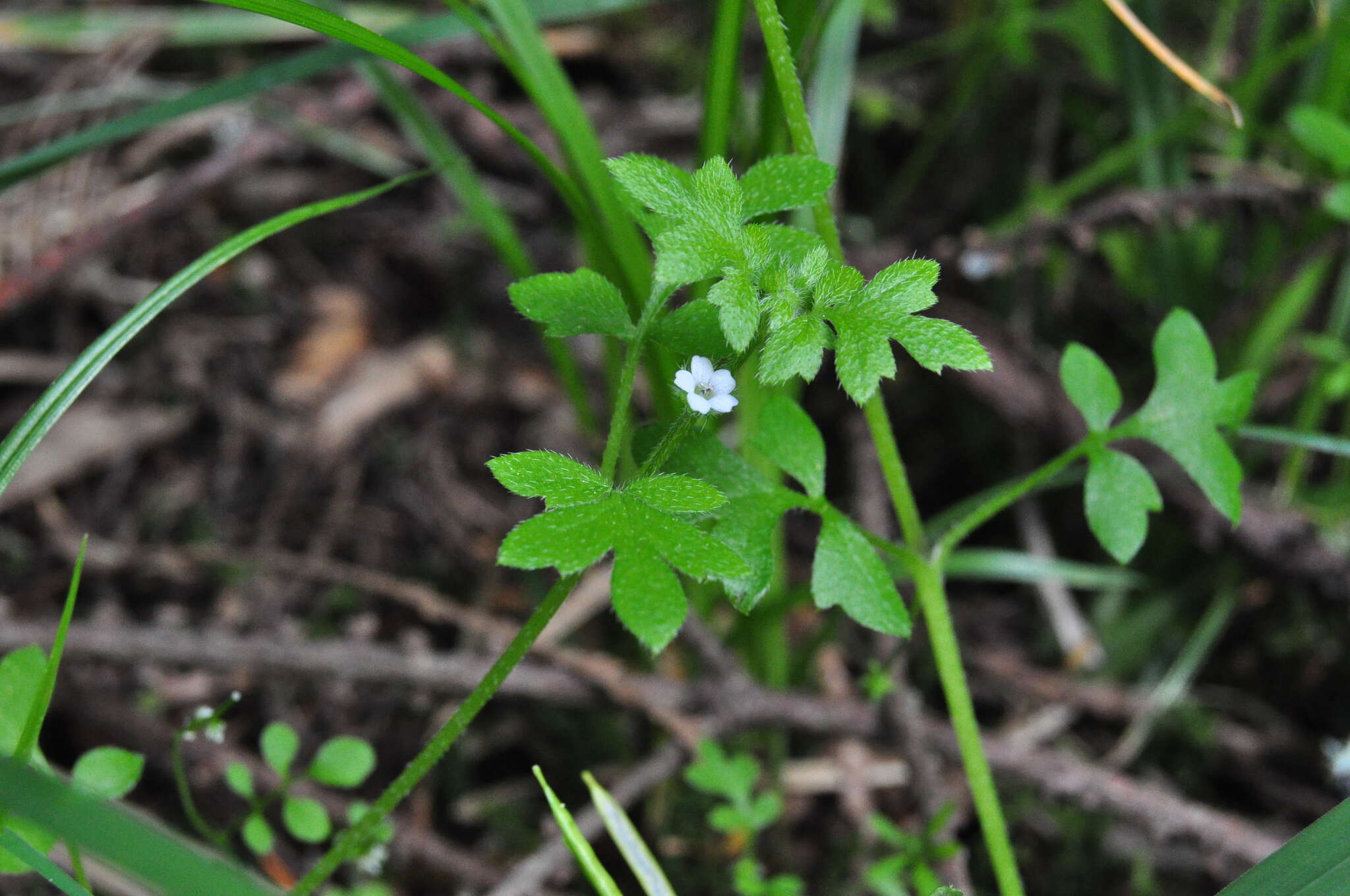 صورة Nemophila parviflora Dougl. ex Benth.