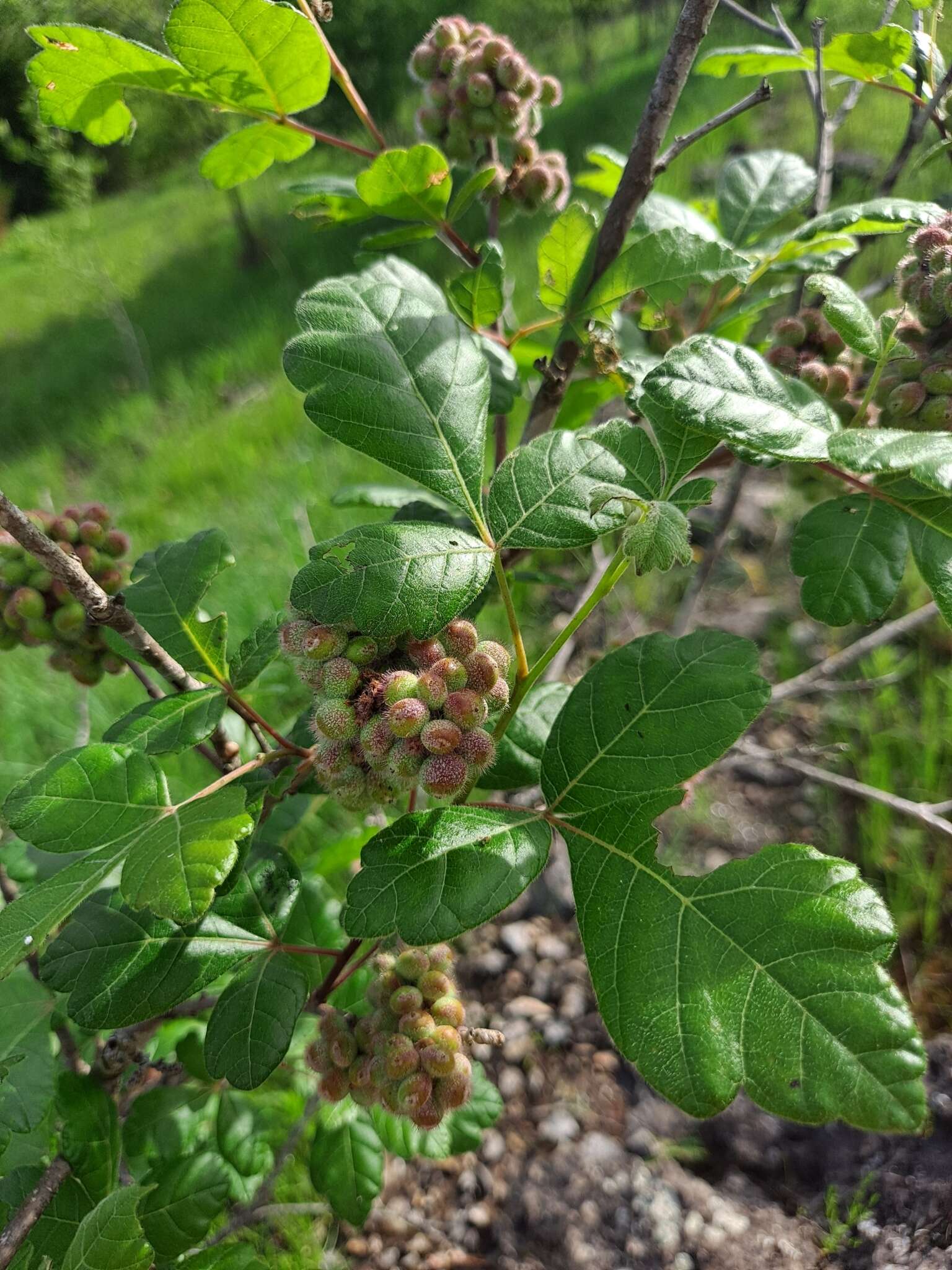 Rhus aromatica var. serotina (Greene) Rehd. resmi