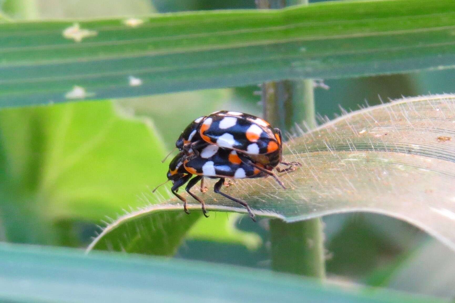 Image of <i>Eriopis connexa</i>