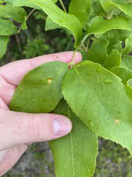 Puccinia sparganioidis Ellis & Barthol. 1896的圖片