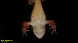 Image of Dybowski's frog