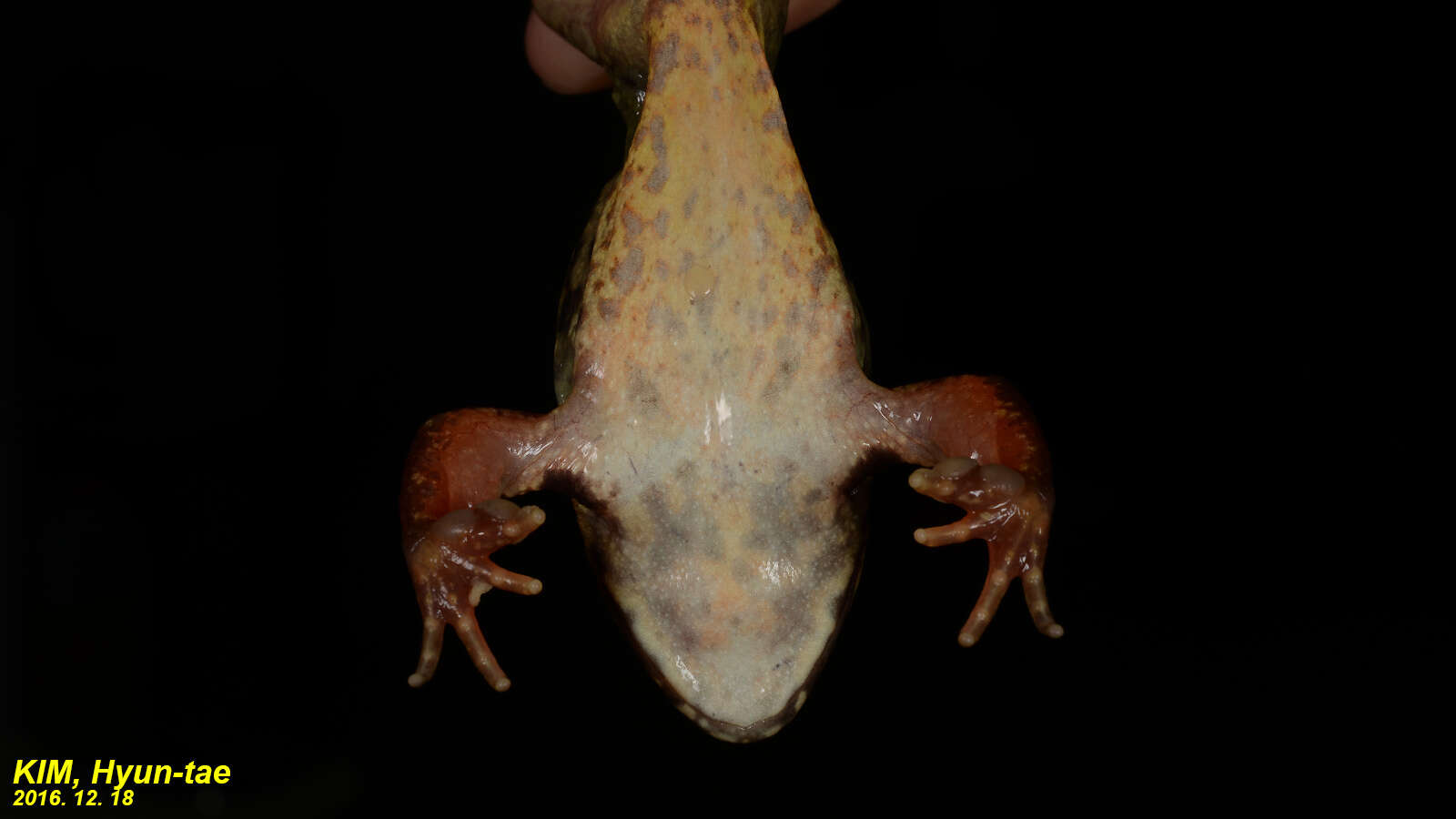 Image of Dybowski's frog