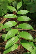 Слика од Polygonatum odoratum var. maximowiczii (F. Schmidt) Koidz.