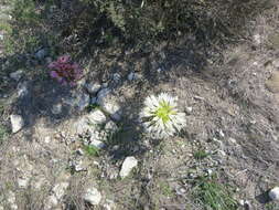 Image of candelabra lily