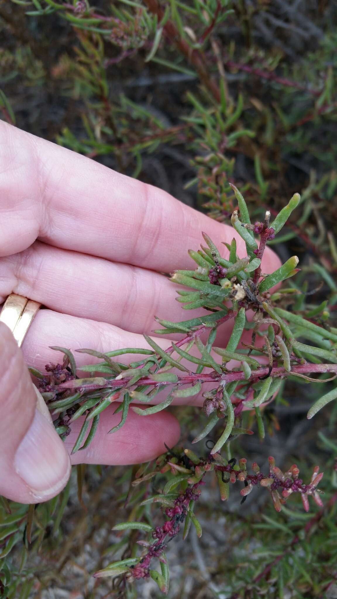 Image of Shrubby Seepweed