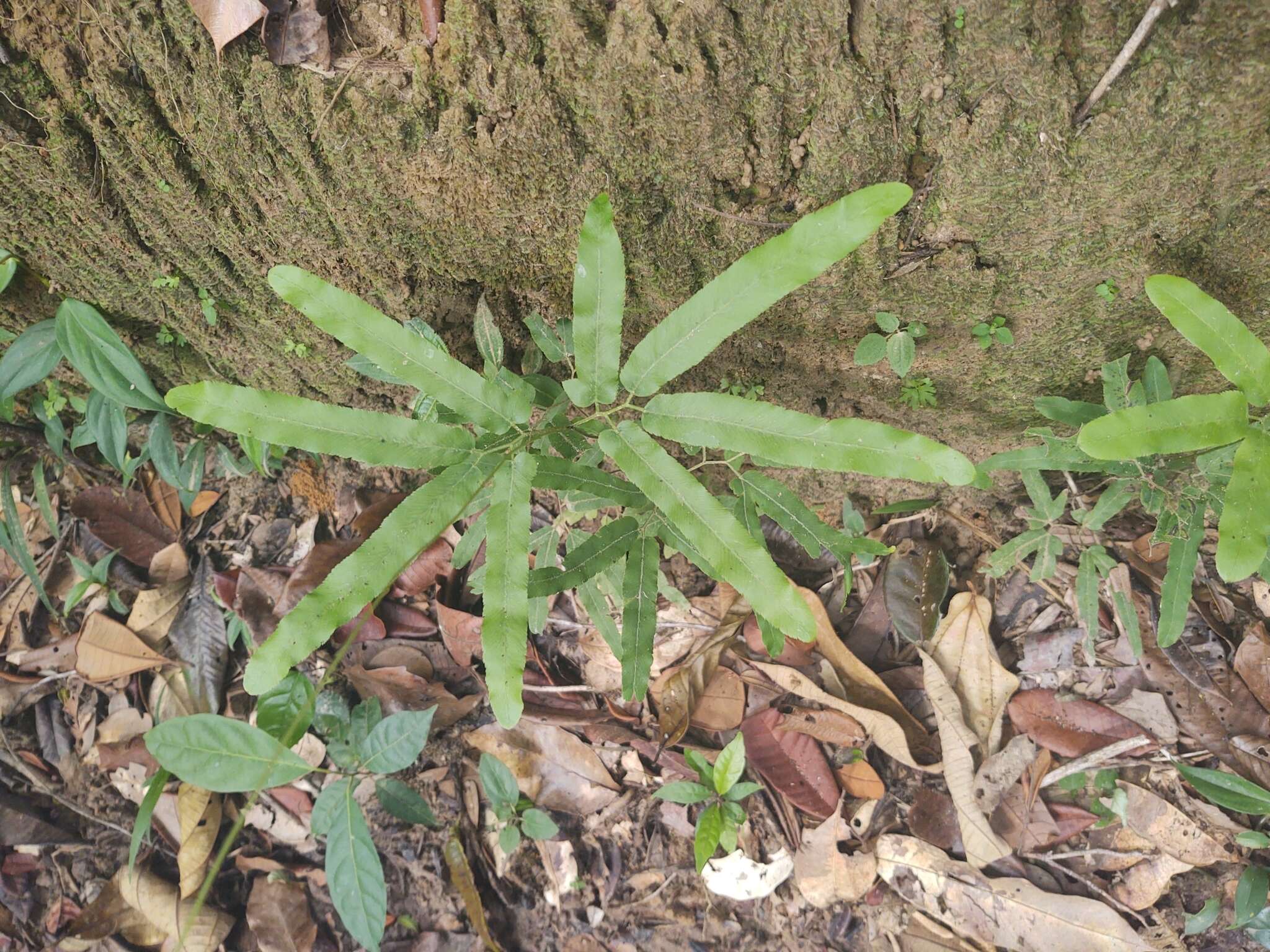 Image of Lygodium volubile Sw.