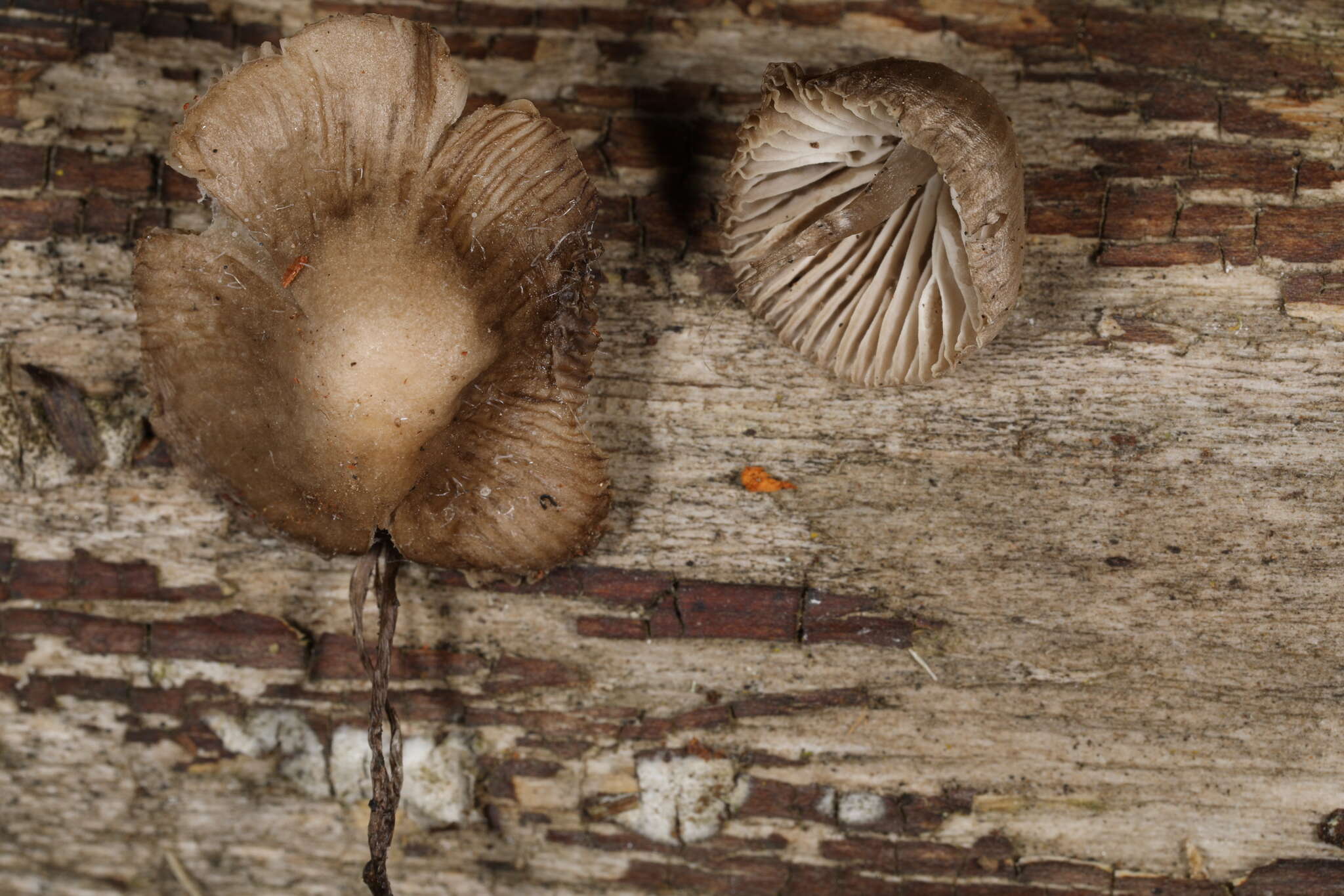 Image of Mycena abramsii (Murrill) Murrill 1916