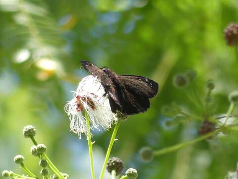 Image of Florida Duskywing