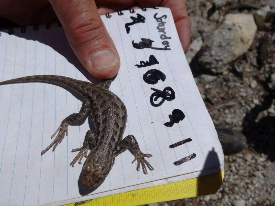 Image of Common Sagebrush Lizard