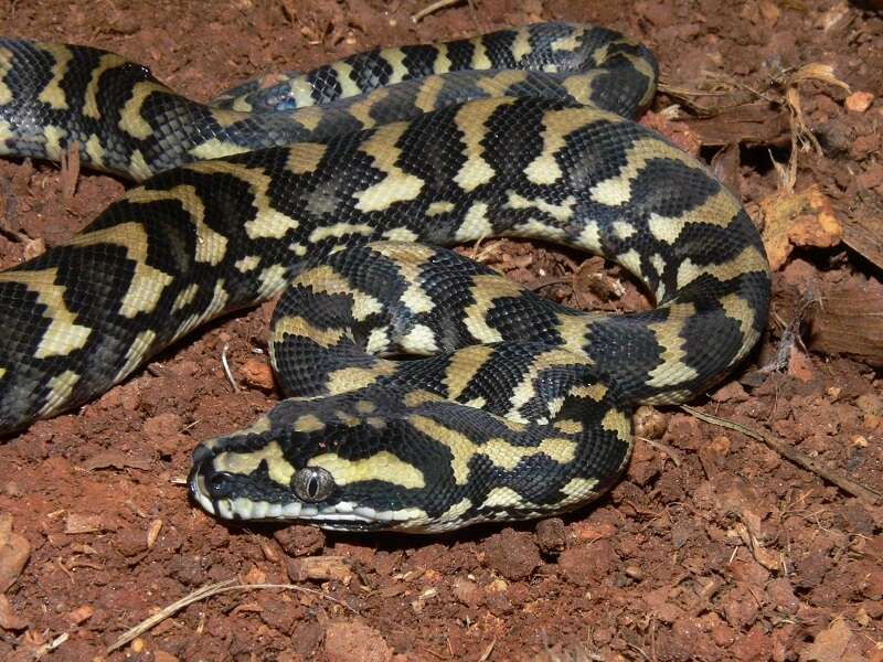 Image of Morelia spilota cheynei Wells & Wellington 1984