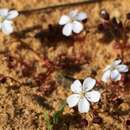 Plancia ëd Drosera prostrata (N. G. Marchant & Lowrie) Lowrie