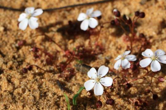Image of Drosera prostrata (N. G. Marchant & Lowrie) Lowrie