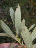 Salix lasiolepis Benth. resmi