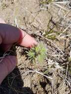 Image of silky prairie clover