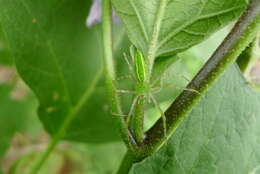 Image of Peucetia formosensis Kishida 1930