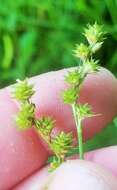 Image of greenwhite sedge