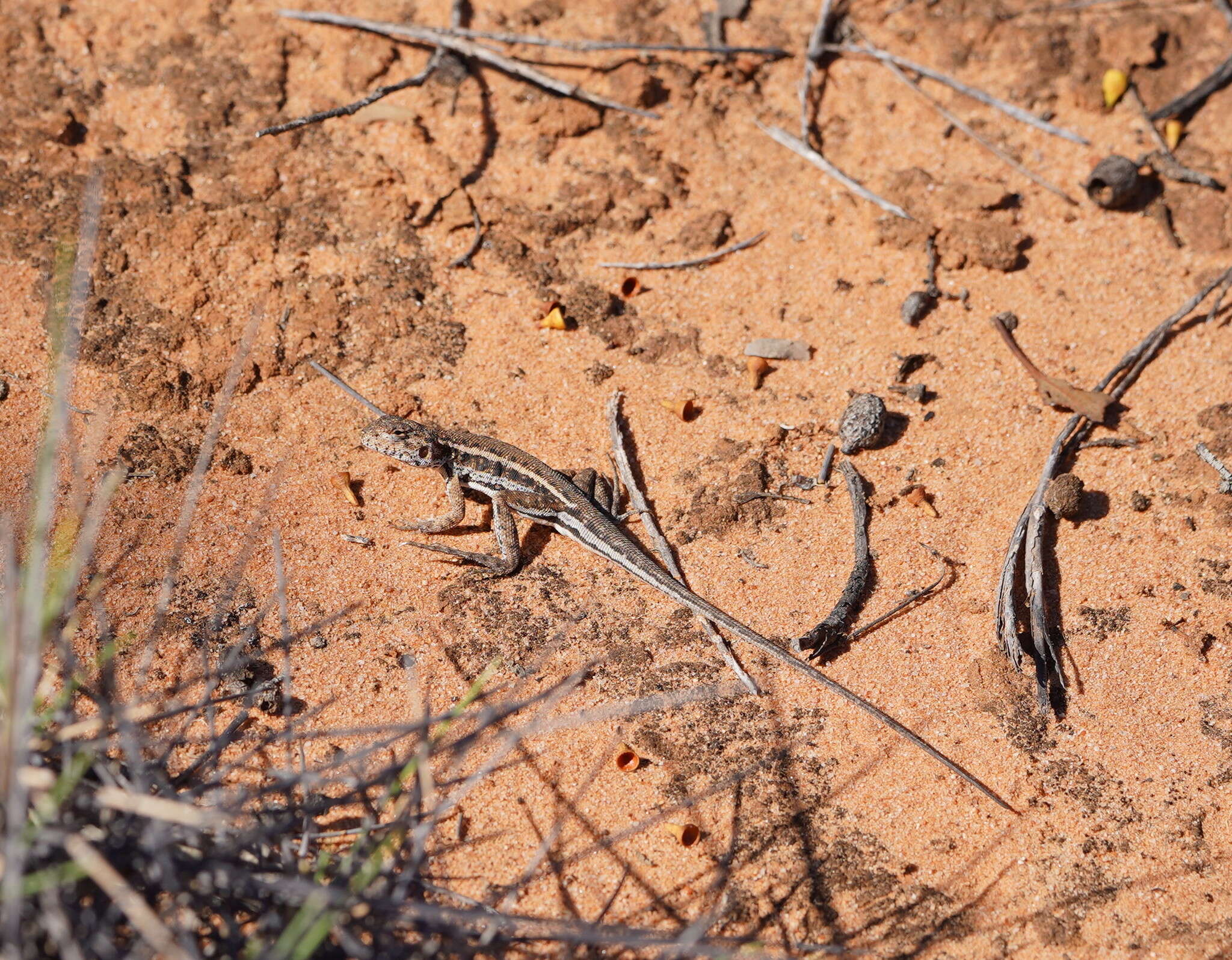 Ctenophorus fordi (Storr 1965) resmi