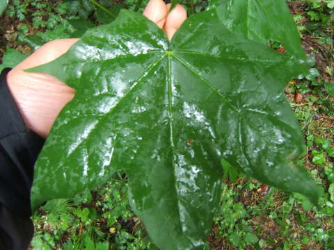 Imagem de Acer cappadocicum subsp. lobelii (Tenore) E. Murray