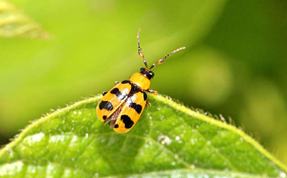 Sivun Cerotoma atrofasciata Jacoby 1879 kuva