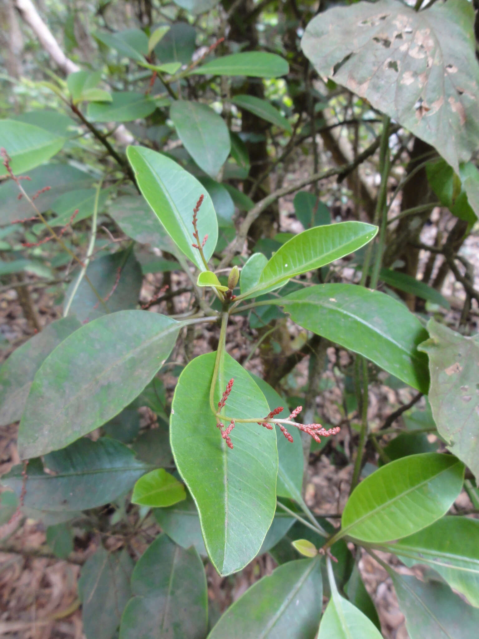 Image of broadleaf papala