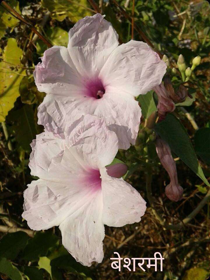 Слика од Ipomoea carnea Jacq.