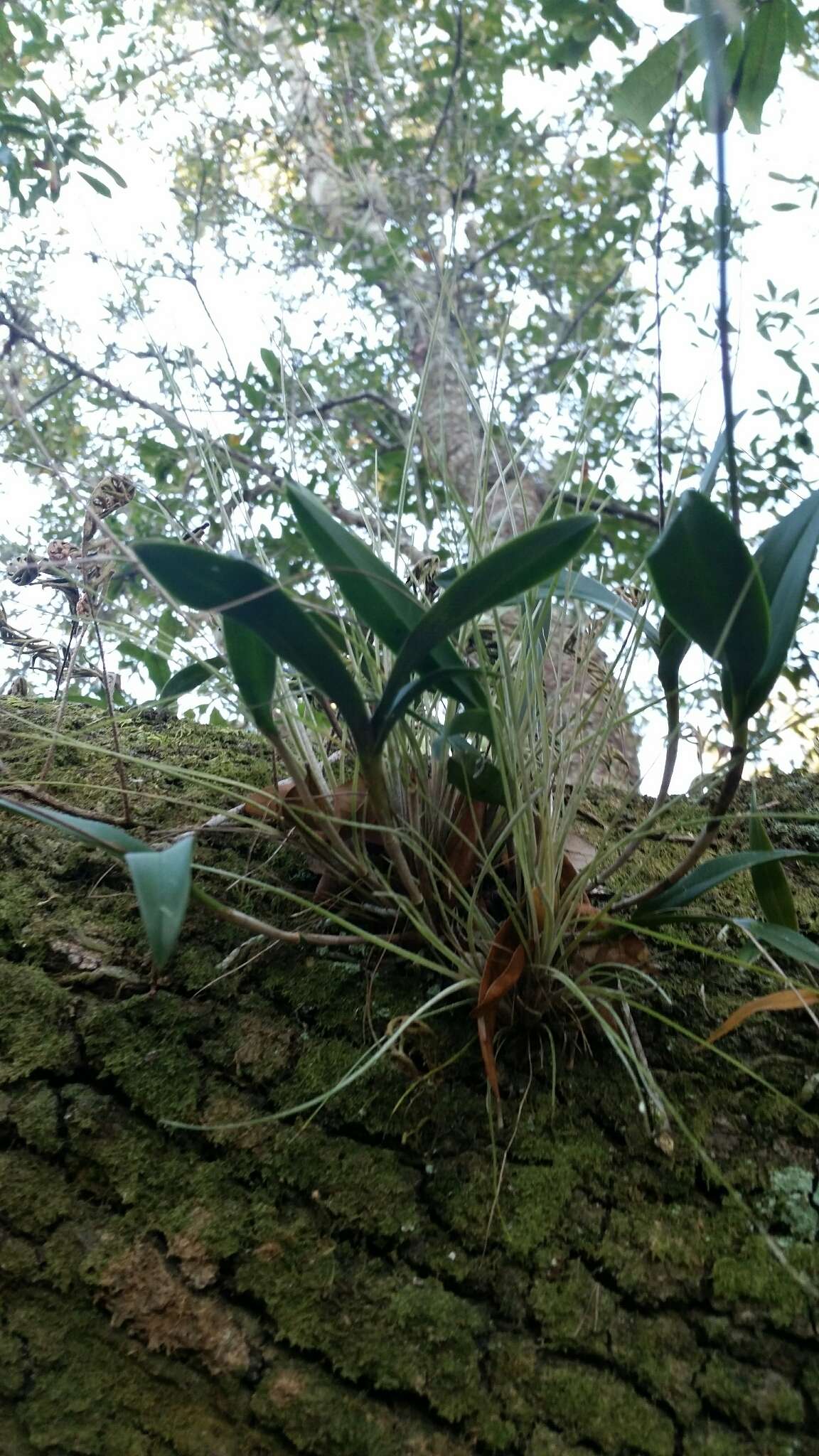 Image of green fly orchid