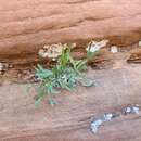 Artemisia ruthiae (A. H. Holmgren, L. M. Shultz & Lowrey) Sòn. Garcia, Garnatje, Mc Arthur, Pellicer, S. C. Sand. & Va的圖片