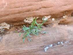 Artemisia ruthiae (A. H. Holmgren, L. M. Shultz & Lowrey) Sòn. Garcia, Garnatje, Mc Arthur, Pellicer, S. C. Sand. & Va的圖片