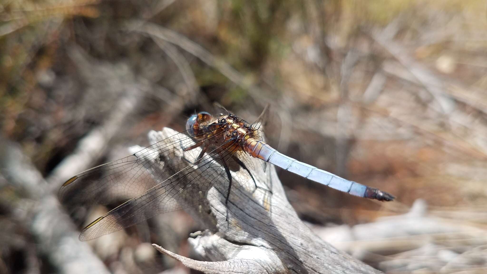 Image of Orthetrum azureum (Rambur 1842)