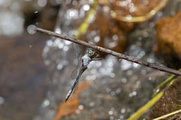 Image of Blue Cascader