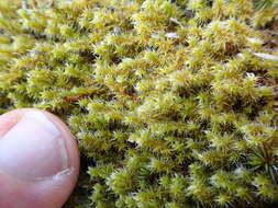 Image of elongate racomitrium moss