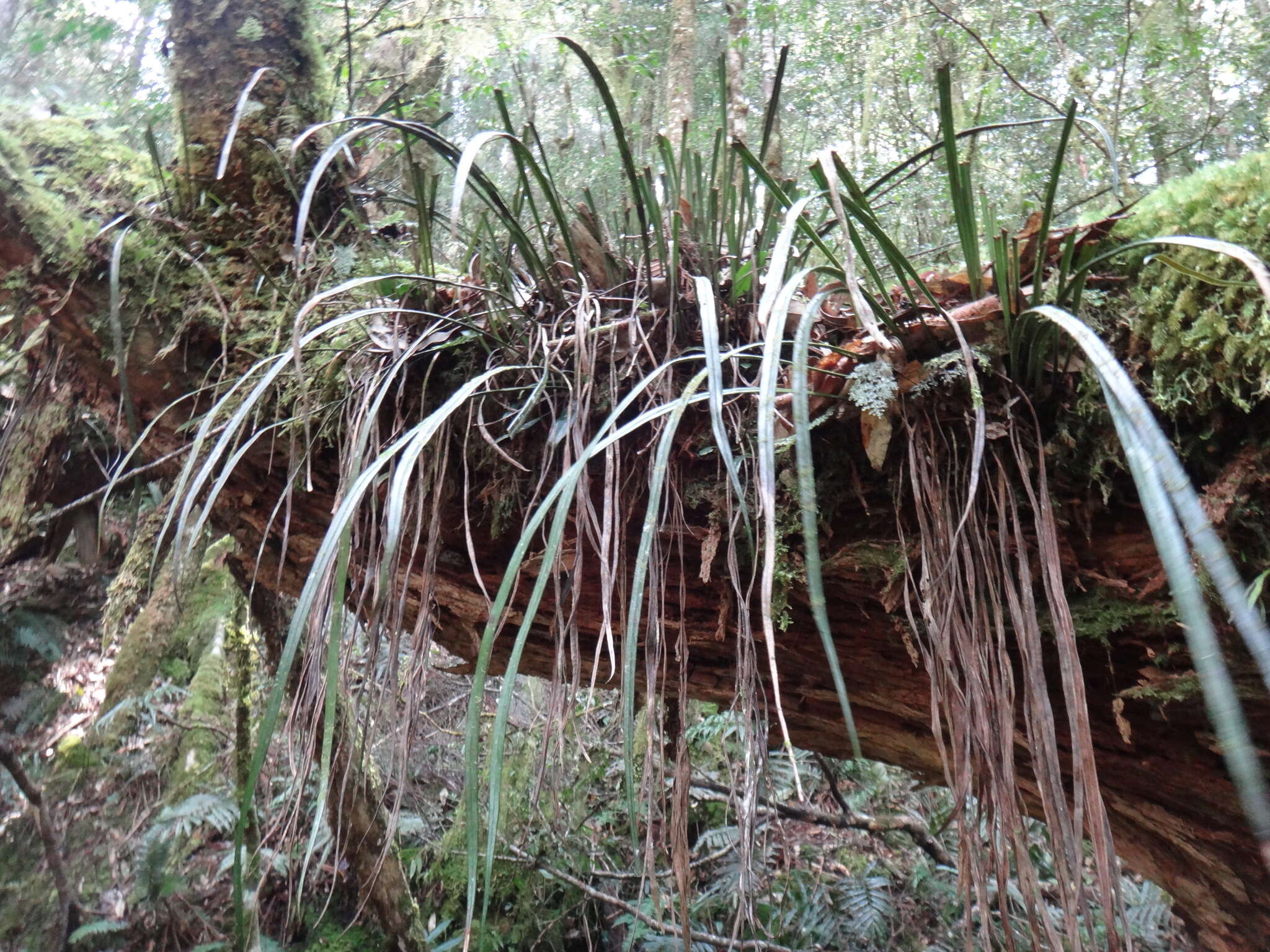 Haplopteris flexuosa (Fée) E. H. Crane的圖片