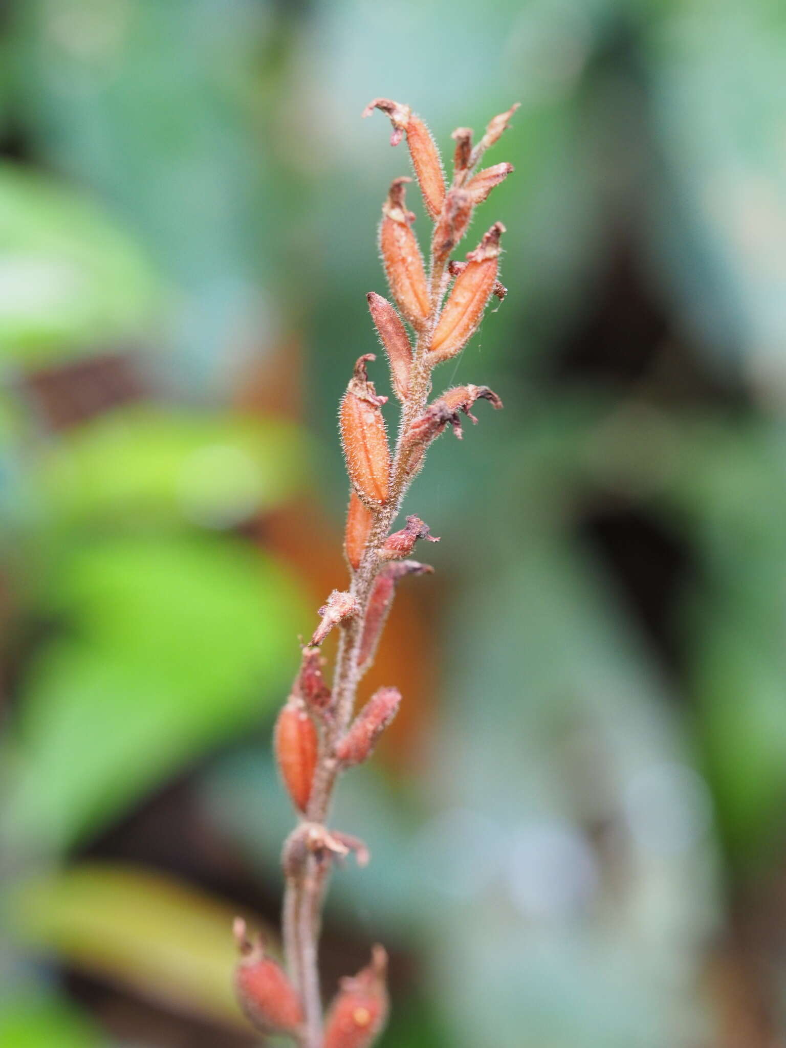 Imagem de Erythrodes chinensis (Rolfe) Schltr.