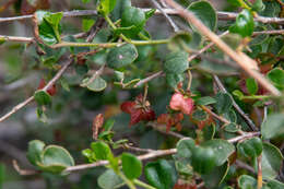 Image of Dodonaea baueri Endl.