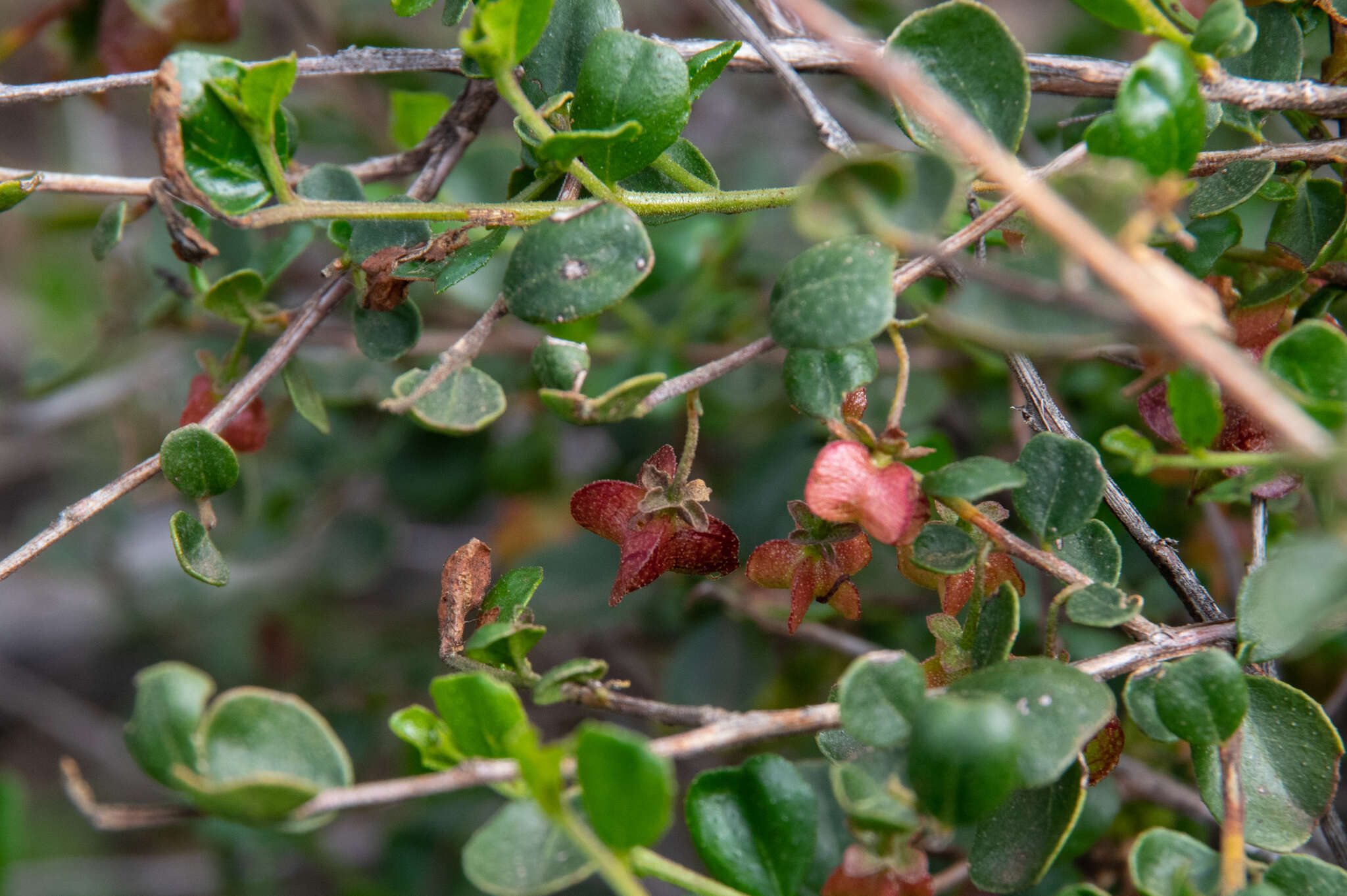 Image of Dodonaea baueri Endl.