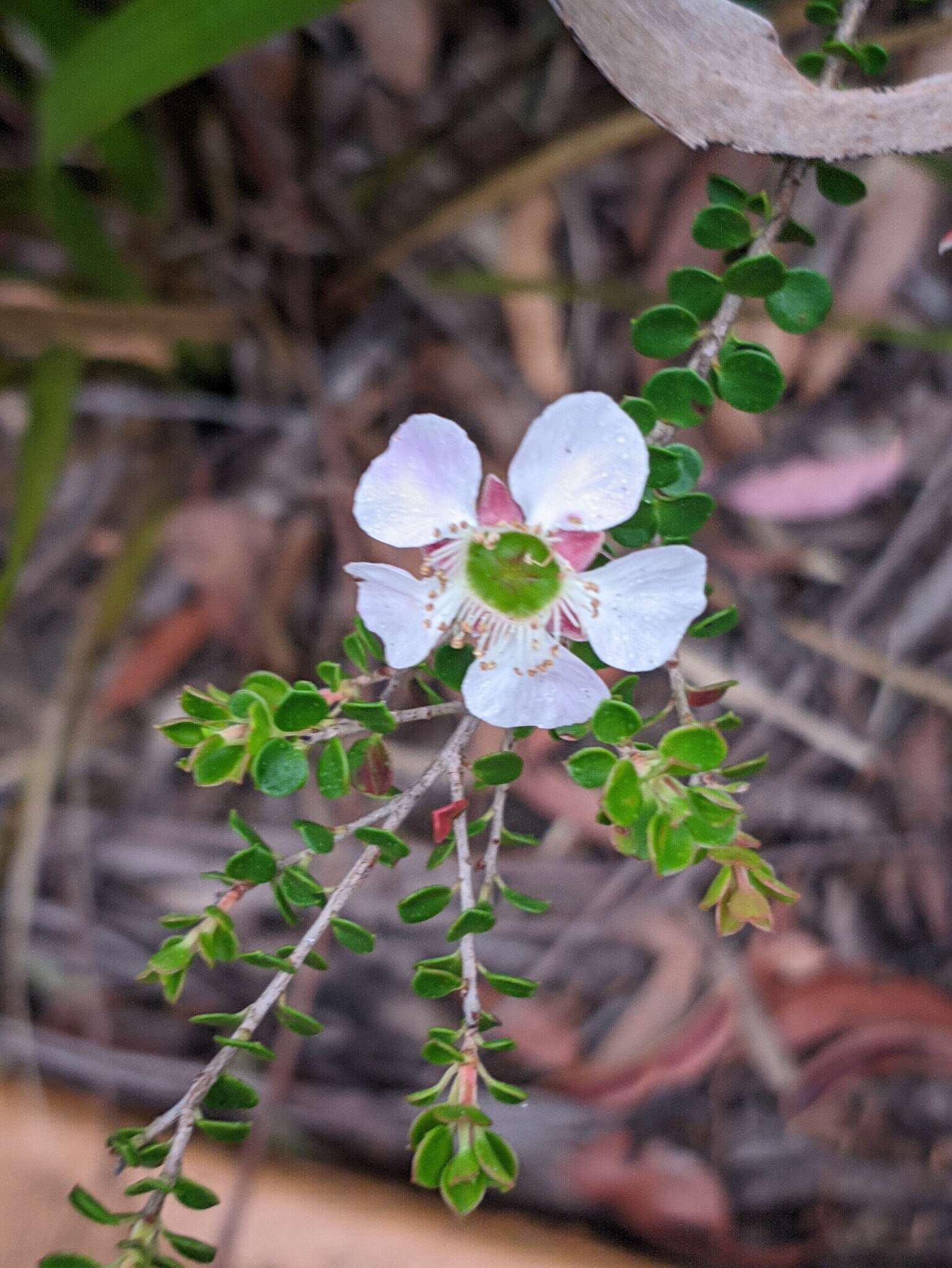 Sivun Leptospermum rotundifolium (Maiden & Betche) F. A. Rodway kuva