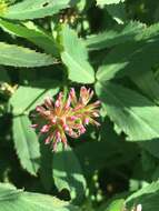 Слика од Trifolium gracilentum var. palmeri (S. Watson) McDermott