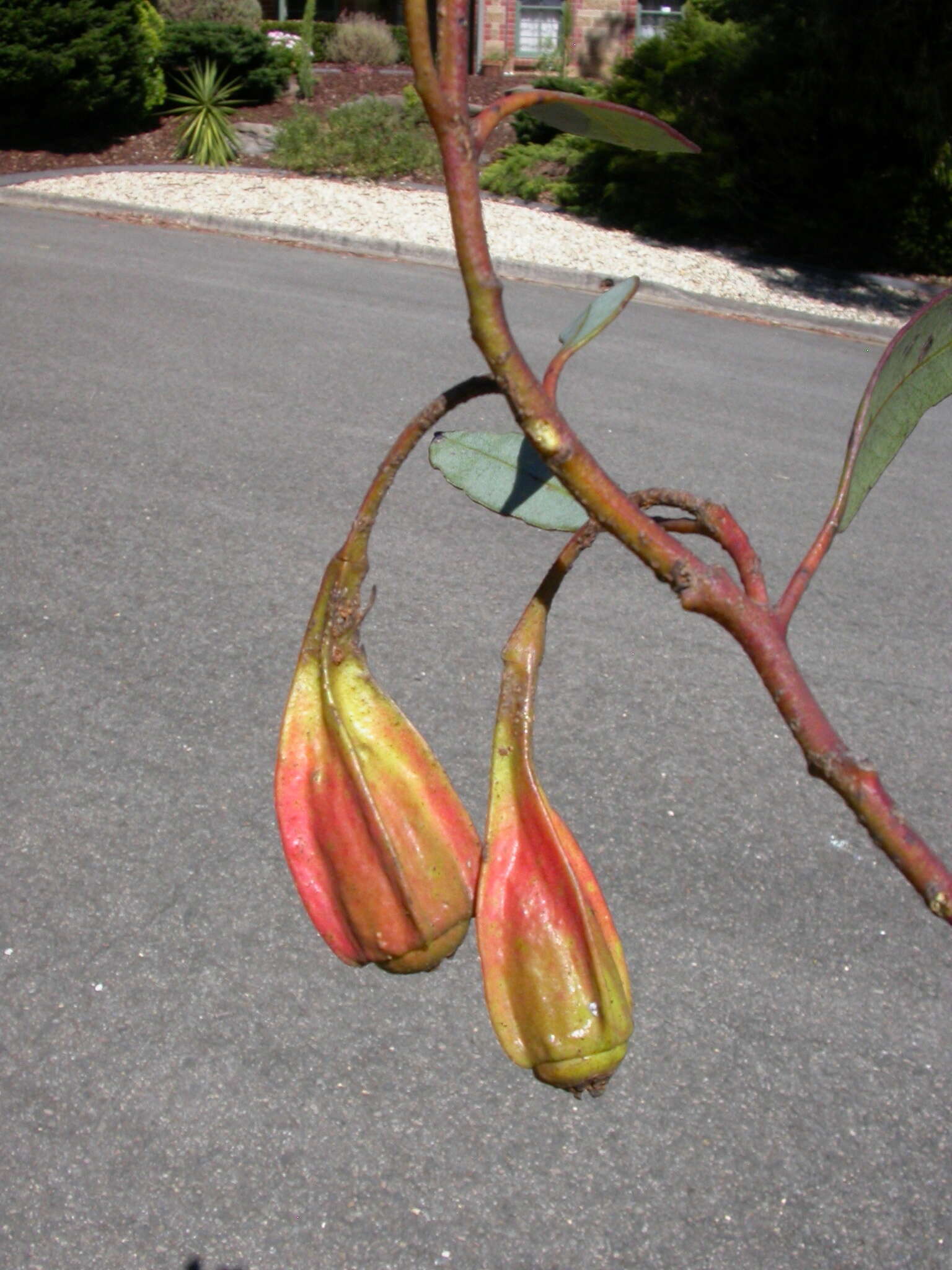 Imagem de Eucalyptus forrestiana Diels