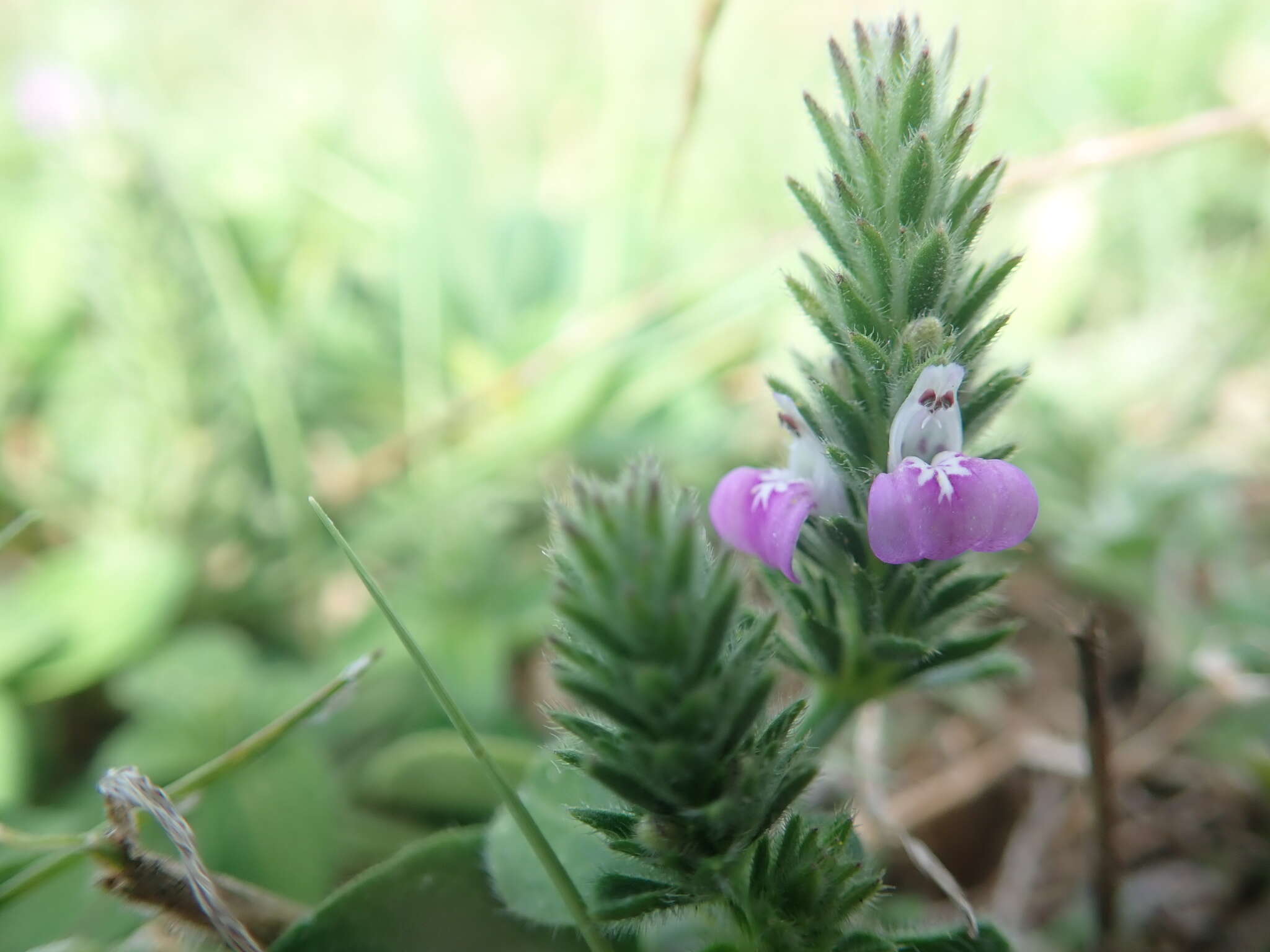 Image of Justicia procumbens var. hirsuta Yamam.