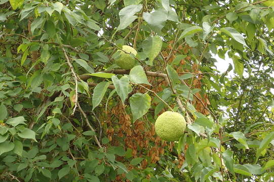 Image of Osage-orange