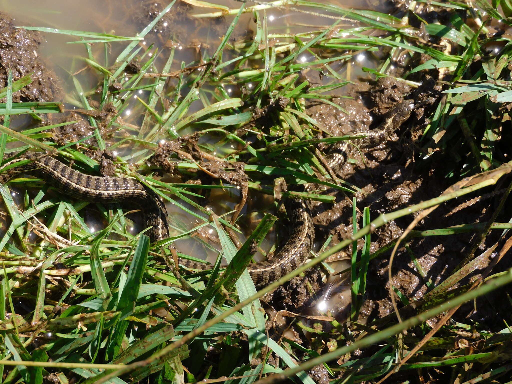 Thamnophis scaliger (Jan 1863)的圖片