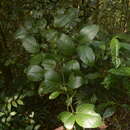 Image of Garcinia morella (Gaertn.) Desr.