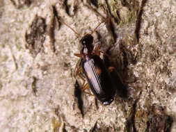 Слика од Dromius (Dromius) fenestratus (Fabricius 1794)